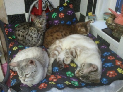 Bengal Cat Family