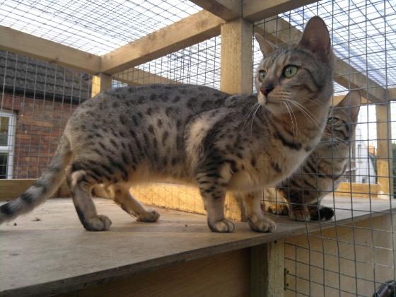 photo of our bengal queen Nala