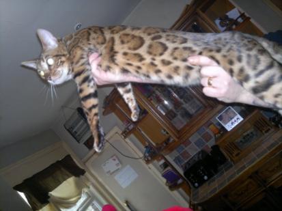 photo of storm our bengal stud