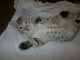 Click on photo to go to Bengal Kittens for Sale